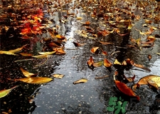 一場秋雨一場寒的意思?一場秋雨一場寒從什么時(shí)候開始?