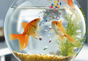 家里養(yǎng)魚好嗎？家里養(yǎng)魚有什么講究？
