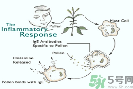 花粉過敏的表現是什么？如何有效的預防花粉過敏？