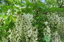 洋槐蜜是什么？洋槐蜜的作用與功效有哪些？