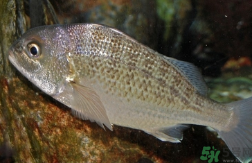 魚眼睛可以吃嗎？吃魚眼睛有什么好處？