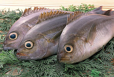 魚眼睛可以吃嗎？吃魚眼睛有什么好處？