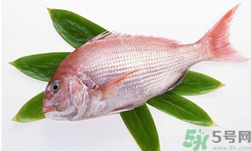 吃魚(yú)眼睛對(duì)眼睛有好處嗎？吃什么魚(yú)對(duì)眼睛好？
