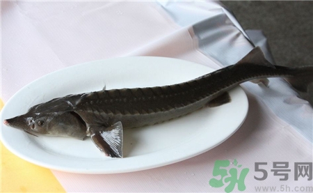 中華鱘的營(yíng)養(yǎng)價(jià)值 中華鱘的功效與作用 中華鱘的營(yíng)養(yǎng)價(jià)值 中華鱘的功效與作用