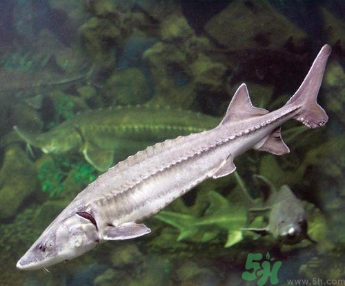 中華鱘的營(yíng)養(yǎng)價(jià)值 中華鱘的功效與作用 中華鱘的營(yíng)養(yǎng)價(jià)值 中華鱘的功效與作用