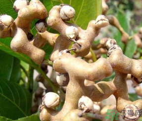 萬壽果泡酒的功效 萬壽果怎樣泡酒 萬壽果泡酒的功效 萬壽果怎樣泡酒