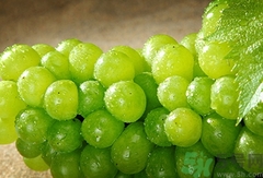 吃葡萄可以喝豆?jié){嗎?葡萄能和豆?jié){一起吃嗎?