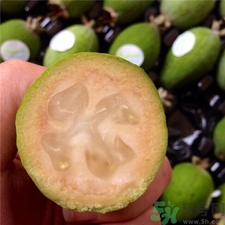 斐濟(jì)果的營(yíng)養(yǎng)價(jià)值 斐濟(jì)果的功效 斐濟(jì)果的營(yíng)養(yǎng)價(jià)值 斐濟(jì)果的功效