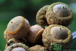 壯陽果可以泡水喝嗎？壯陽果泡水喝的功效與作用