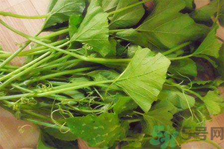 南瓜藤的功效作用有哪些？南瓜藤的食用價(jià)值是什么？