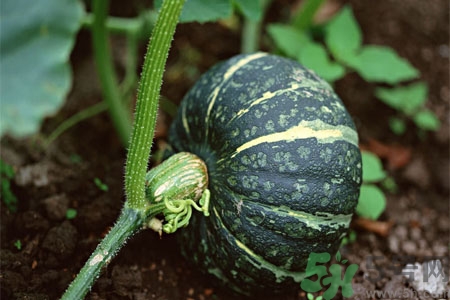 南瓜藤的功效作用有哪些？南瓜藤的食用價(jià)值是什么？