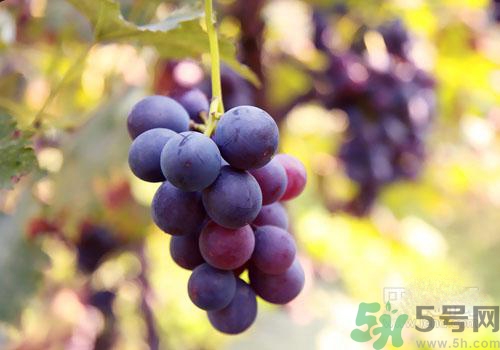 吃葡萄要吐皮嗎？吃葡萄皮好不好？