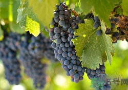 吃葡萄要吐皮嗎？吃葡萄皮好不好？