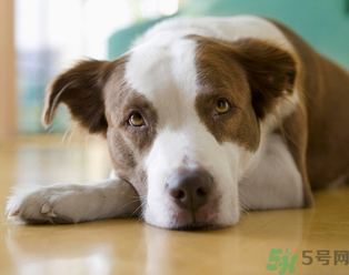 孕婦可以養(yǎng)狗嗎？養(yǎng)狗對(duì)孕婦有影響嗎？