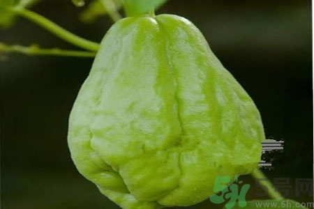 佛手瓜的功效與作用是什么？佛手瓜的營養(yǎng)價值有哪些？