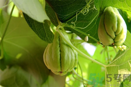 佛手瓜的功效與作用是什么？佛手瓜的營養(yǎng)價值有哪些？