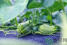 佛手瓜的功效與作用是什么？佛手瓜的營養(yǎng)價值有哪些？