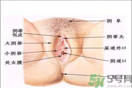 引起外陰瘙癢的疾病有哪些？治療外陰瘙癢的偏方有哪些？