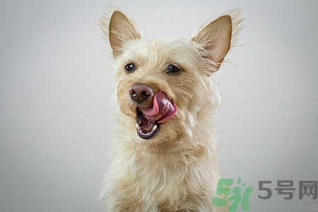 狗狗暈車怎么辦?狗狗暈車的癥狀有哪些 狗狗暈車怎么辦?狗狗暈車的癥狀有哪些