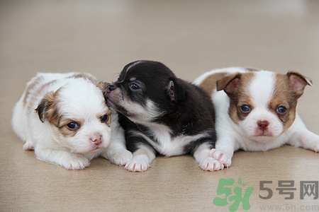 狗狗暈車怎么辦?狗狗暈車的癥狀有哪些 狗狗暈車怎么辦?狗狗暈車的癥狀有哪些