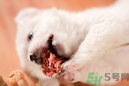 狗狗暈車怎么辦?狗狗暈車的癥狀有哪些 狗狗暈車怎么辦?狗狗暈車的癥狀有哪些