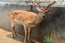 鹿角霜的藥用價值是什么？鹿角霜的功效和作用