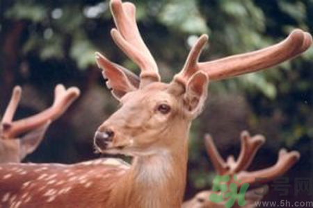 鹿角霜的藥用價值是什么？鹿角霜的功效和作用