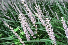 麥冬的營(yíng)養(yǎng)價(jià)值有哪些？麥冬的功效與作用是什么？