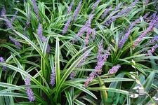 麥冬的營(yíng)養(yǎng)價(jià)值有哪些？麥冬的功效與作用是什么？