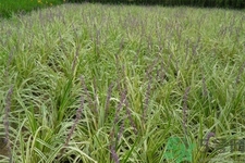 麥冬的營(yíng)養(yǎng)價(jià)值有哪些？麥冬的功效與作用是什么？