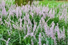 麥冬的營(yíng)養(yǎng)價(jià)值有哪些？麥冬的功效與作用是什么？