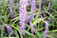 麥冬的營(yíng)養(yǎng)價(jià)值有哪些？麥冬的功效與作用是什么？