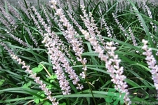 麥冬泡水喝的功效有哪些？麥冬泡水有什么禁忌？