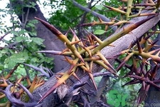 皂角刺的藥用價值是什么？皂角刺的功效與作用有哪些？