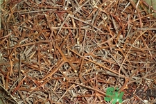 皂角刺的藥用價值是什么？皂角刺的功效與作用有哪些？