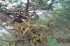 皂角刺的藥用價值是什么？皂角刺的功效與作用有哪些？