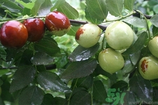 冬棗一次最多能吃多少？一天可以吃多少冬棗？