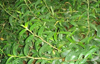 鐵皮石斛怎么吃？鐵皮石斛的功效與作用