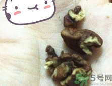 三只松鼠多少錢一袋？三只松鼠價格