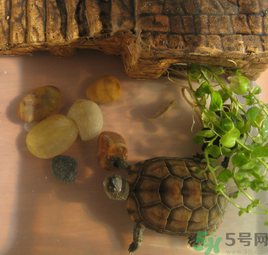 家里養(yǎng)烏龜好不好？家里養(yǎng)烏龜有什么講究？