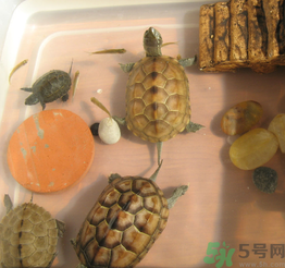 家里養(yǎng)烏龜好不好？家里養(yǎng)烏龜有什么講究？