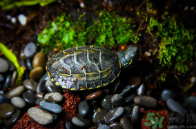 家里養(yǎng)烏龜好不好？家里養(yǎng)烏龜有什么講究？