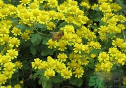 紅眼病吃什么藥好得快？紅眼病偏方