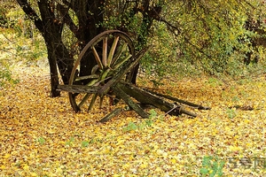 秋燥吃什么好？秋燥怎么辦？