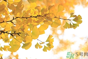 秋燥吃什么好？秋燥怎么辦？