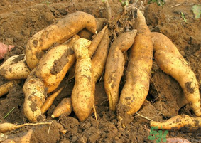 地瓜可以和蝦一起吃嗎？地瓜和什么不能一起吃？