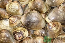 花蛤怎么洗？生取蛤肉的方法有哪些？