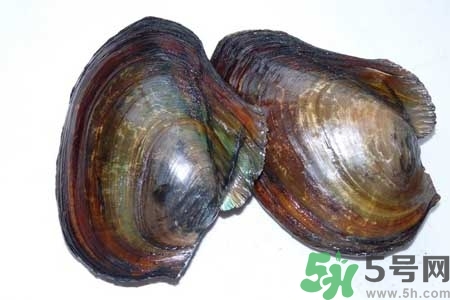 如何挑選河蚌？河蚌的營(yíng)養(yǎng)價(jià)值？