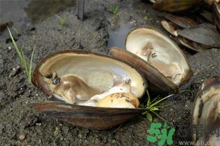 如何挑選河蚌？河蚌的營(yíng)養(yǎng)價(jià)值？