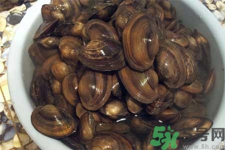 如何挑選河蚌？河蚌的營(yíng)養(yǎng)價(jià)值？